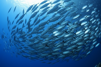 海底的深海鱼群横图海水类