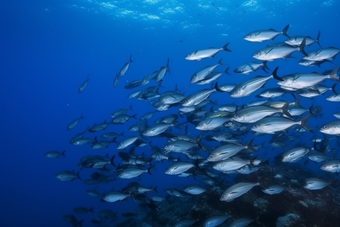 海底的深海鱼群横图群海洋