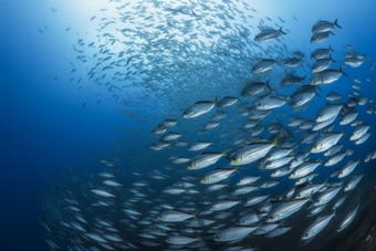 海底的深海鱼群横图群成群结对
