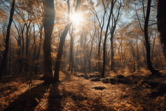 秋季森林阳光摄影图16