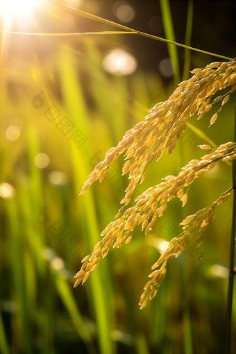 <strong>水稻种植</strong>粮食农田农作物