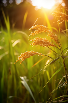 水稻种植粮食摄影图4