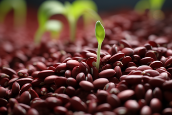 红豆种植特写健脾益肾补血养血
