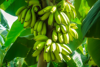 <strong>香蕉</strong>种植场景果树农场农业景观