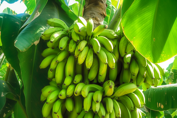 香蕉种植场景果树农场农场风景