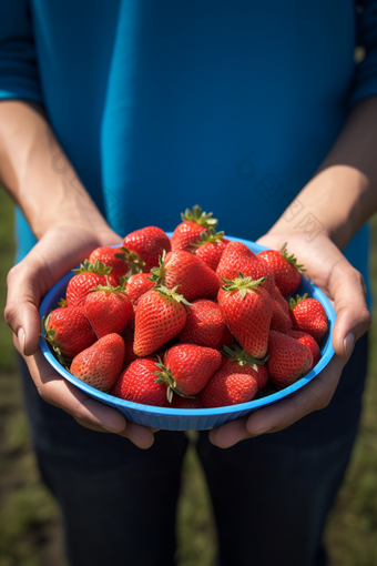 草莓采摘采摘季节农村景观