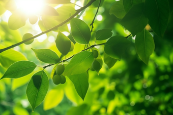 核桃种植绿色植物场景田园农田