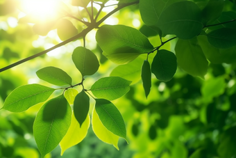 核桃种植<strong>绿色植物</strong>场景田园生长