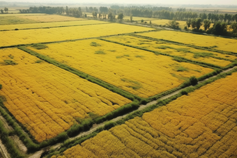 盐碱地水稻种植盐碱地水稻种植农业技术