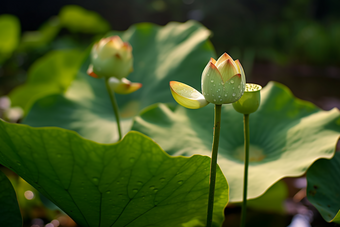 自然植物<strong>莲蓬</strong>摄影图