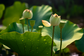 湖岸植被<strong>莲蓬</strong>摄影图