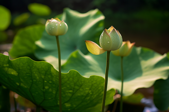 莲蓬自然<strong>植物</strong>摄影图