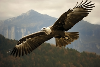 翱翔的秃鹫摄影图