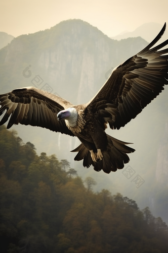 鸟类飞翔的秃鹫摄影图