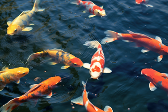 水产海产鱼类养殖海鲜餐饮生鲜锦鲤摄影图