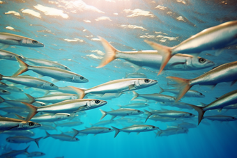 水产海产<strong>鱼类</strong>养殖海鲜餐饮河鲜梭鱼摄影图