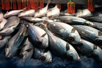 海产鱼类养殖海鲜餐饮生鲜河鲜鲈鱼浅海滩涂养殖摄影图