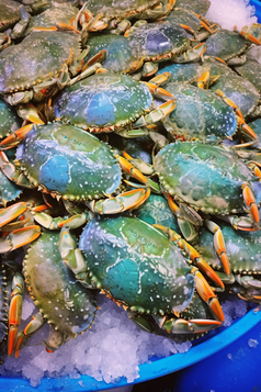 海产蟹类养殖海鲜餐饮生鲜河鲜梭子蟹工厂养殖摄影图