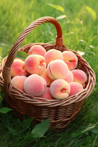 果蔬采摘桃子农业农业类摄影图