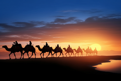 沙漠骆驼农业农学农民三农旅游农业类摄影图