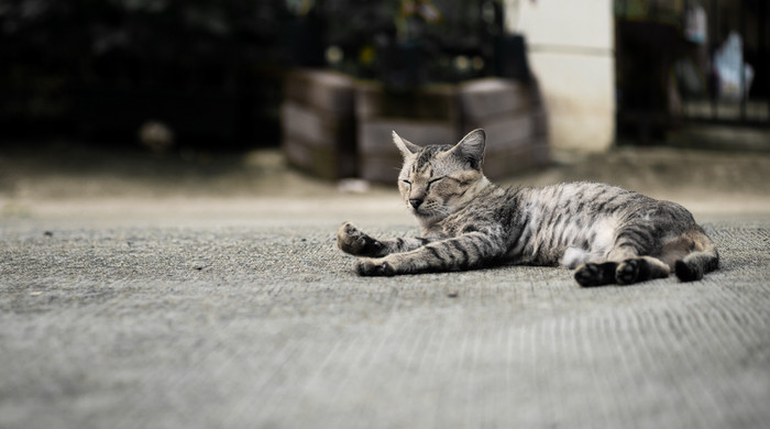 虎斑猫躺着睡在地板上有选择的焦点