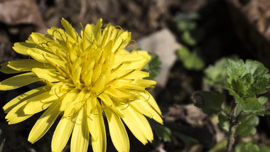 蒲公英花开延时摄影