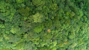 航拍浙江西部山区的森林
