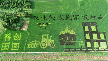 航拍高清科技彩色水稻