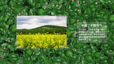 清新大气中国二十四节气之立夏AE图文模板