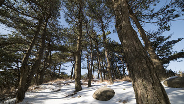 雪地中的安徽黄山松林