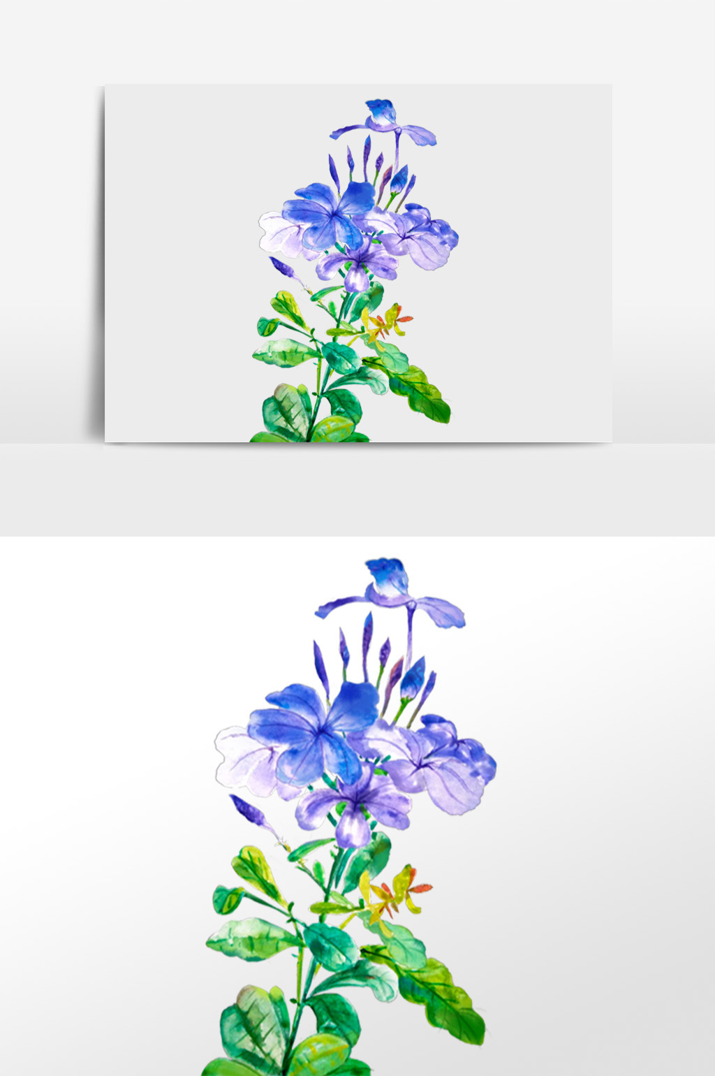 梦幻水彩手绘植物蓝雪花插画元素