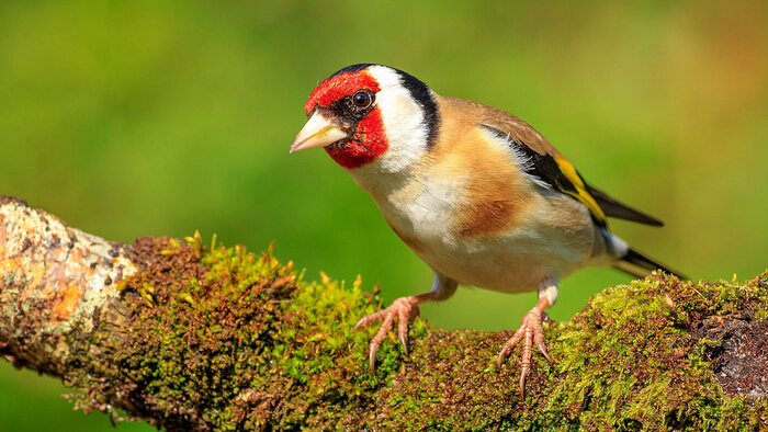 红额金翅雀的叫声MP3下载_