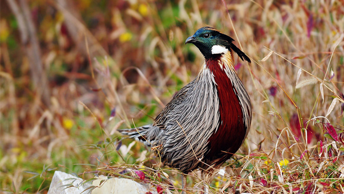 漂亮的勺鸡的叫声MP3下载