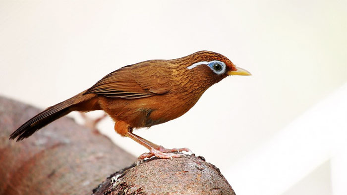 公画眉鸟叫声音效MP3下载