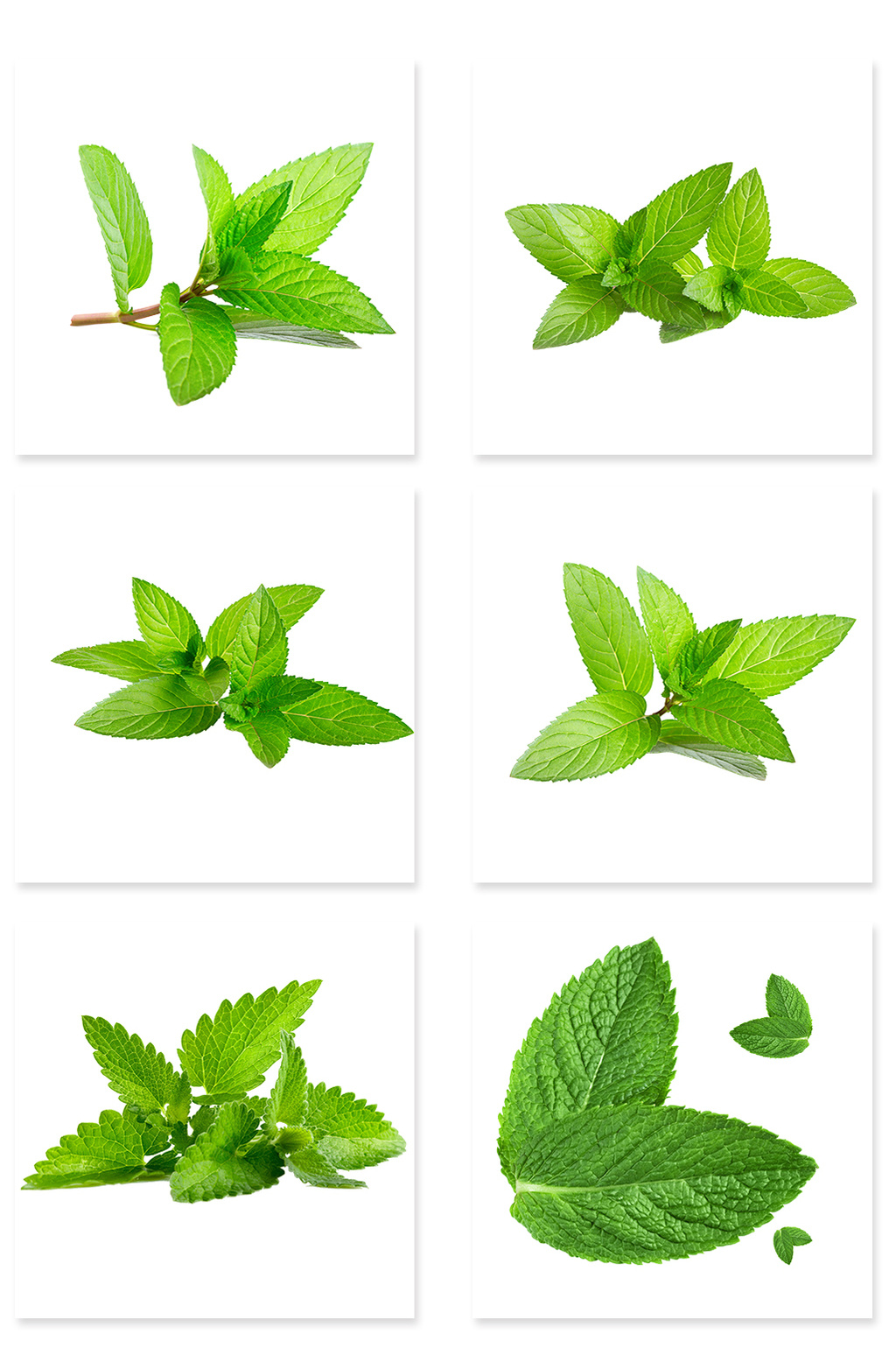 薄荷叶绿色文艺清新树叶漂浮树叶png