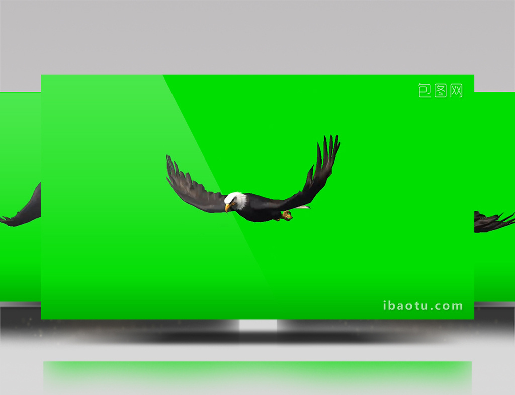 老鹰飞翔绿屏抠像绿幕视频素材图片