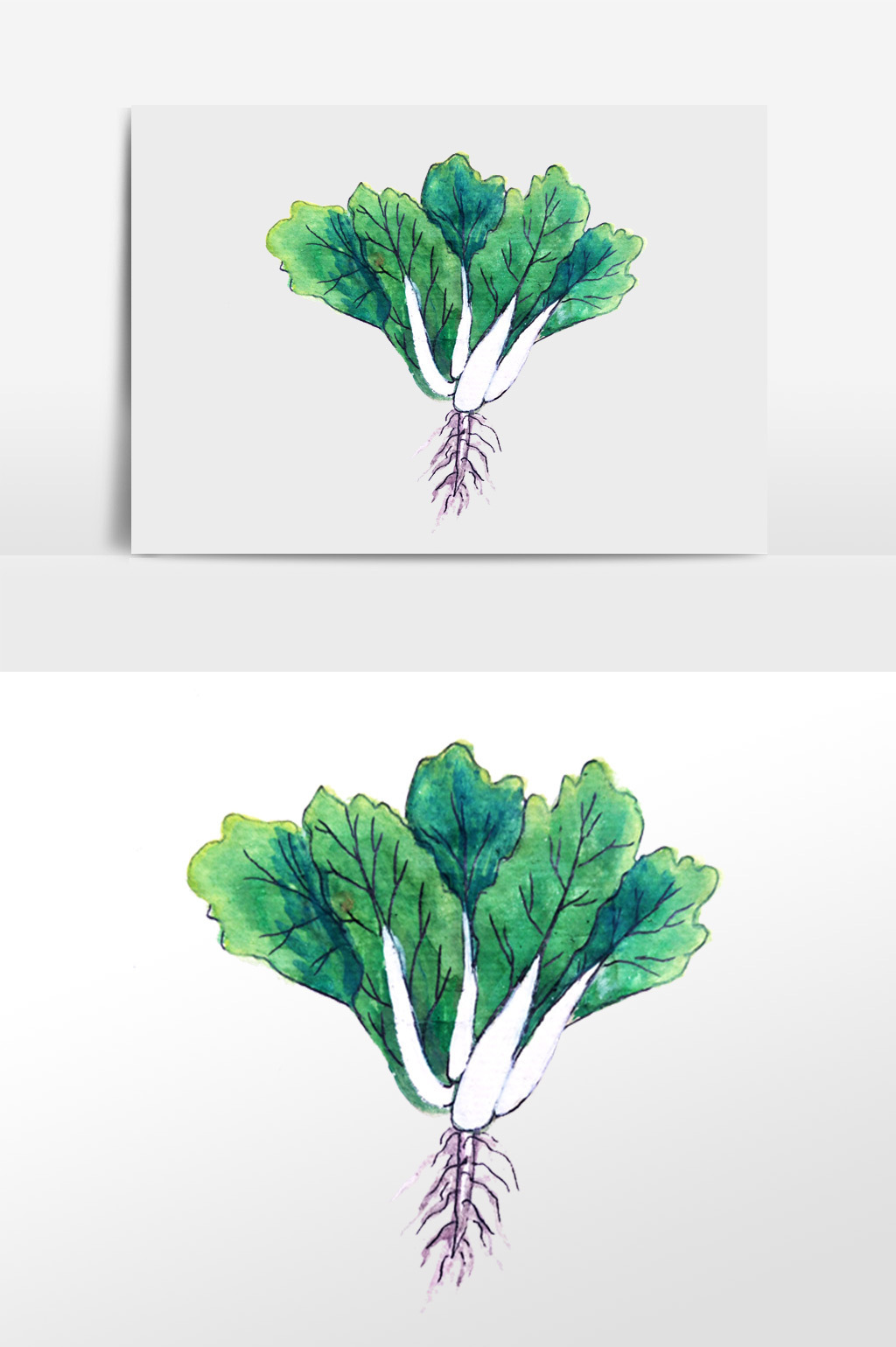 水彩手绘蔬菜白菜手绘插画元素