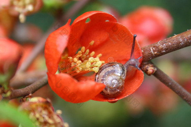 蜗牛与花