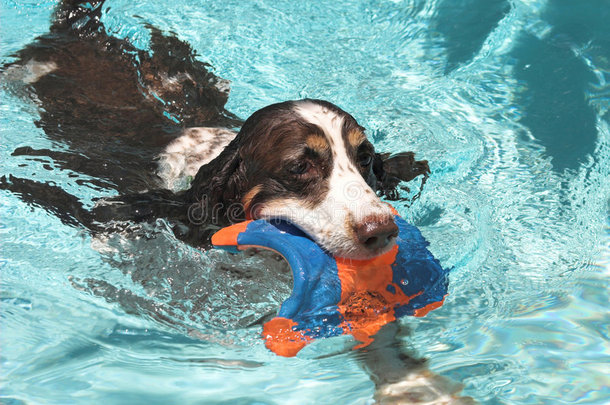 游泳猎犬