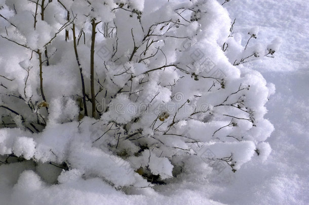 被雪覆盖的灌木丛