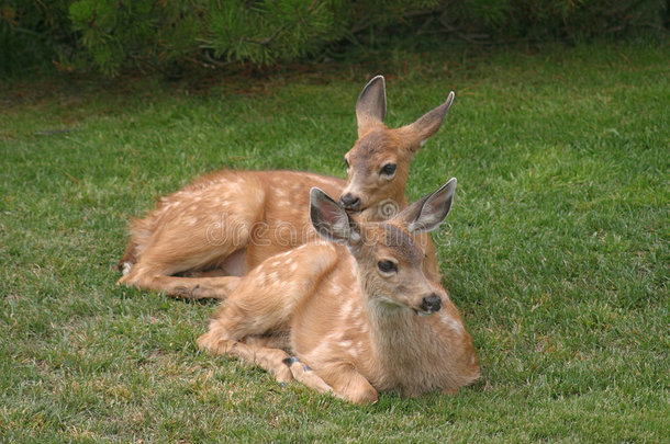 两只小鹿在休息