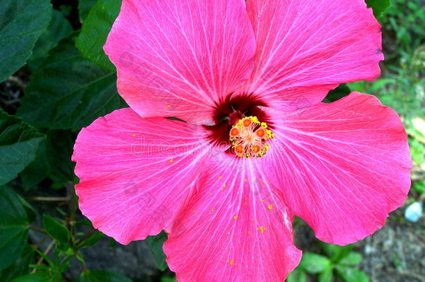 粉红色芙蓉花