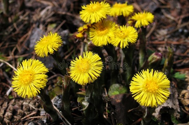 草本植物-<strong>鸡爪</strong>花科