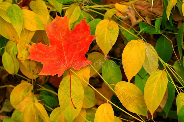 一片红色的枫叶，在它所有的秋天的荣耀，因为它躺在森林地板上等待冬天。