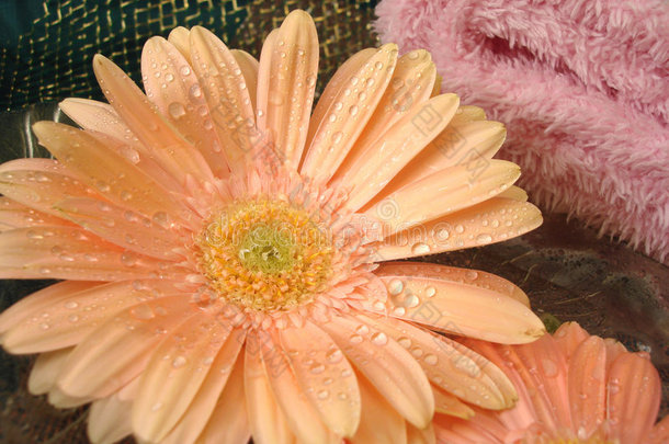 水疗精华（水上鲜花和粉色毛巾）
