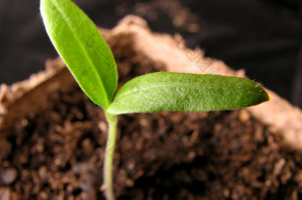 番茄植株