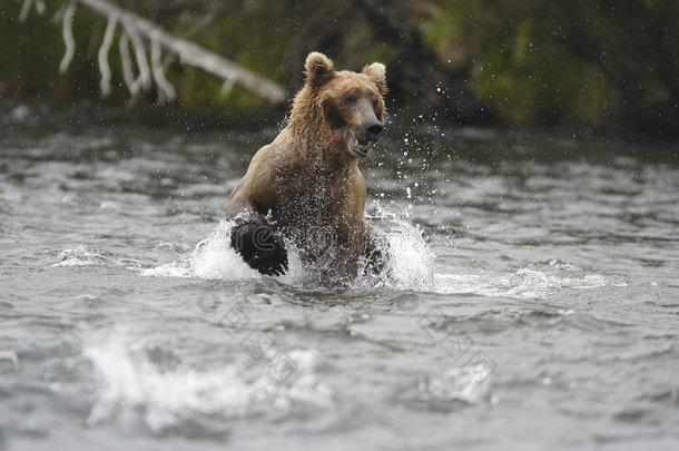 小河中奔跑的棕熊