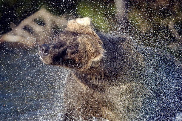 棕熊和水喷雾