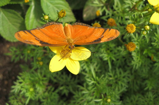 茱莉亚蝴蝶（dryas iulia）