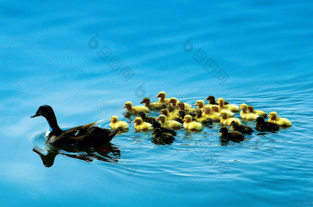 鸭妈妈和孩子们在游泳